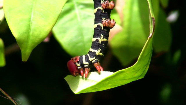 Caterpillar of Pseudosphinx tetrio