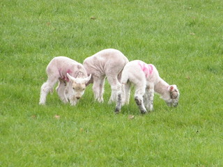 Naklejka na ściany i meble 3 Spring Lambs