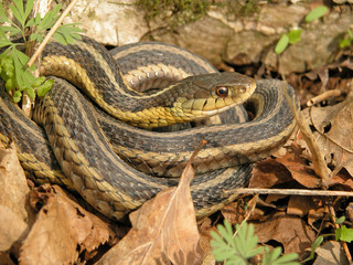 Garter Snake