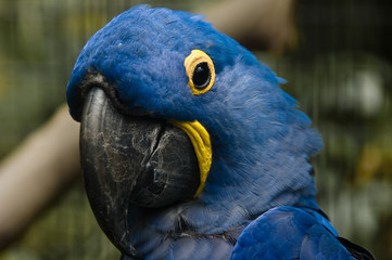 Blue parrot macaw