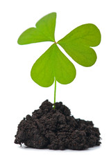 green plant in dark soil isolated