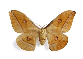 Antheraea pernyi