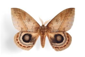 Automeris io