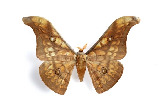 Antheraea Larissa