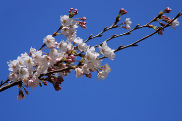 桜