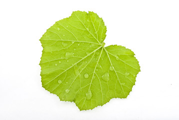 Pumpkin leaf with water droplets