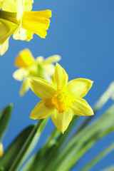 Narzissen