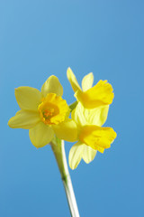 Narzissen