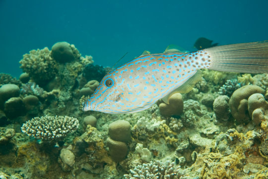 Scrawled Filefish