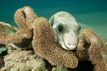 whitespotted puffer