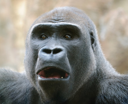 Kong Gorilla Portrait