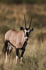 Printed kitchen splashbacks Antelope Oryx gazella