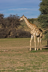 Giraffe