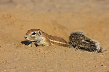 Ground squirrel
