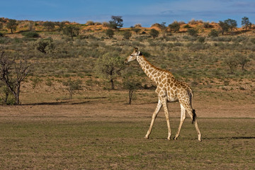 Giraffe
