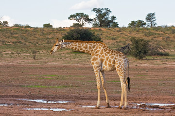 Giraffe