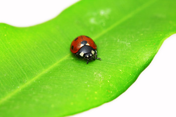 Ladybug on green leaf