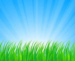 Fototapeta na wymiar Fresh green grass. Vector illustration.