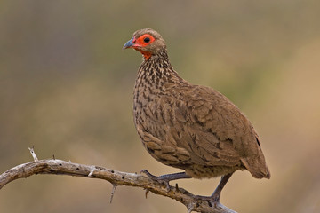 Swainsons francolin