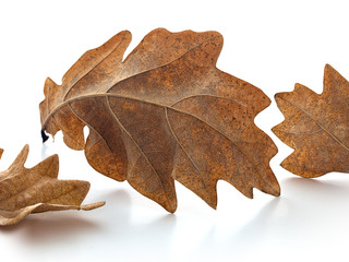 Fototapeta premium Oak Leaves