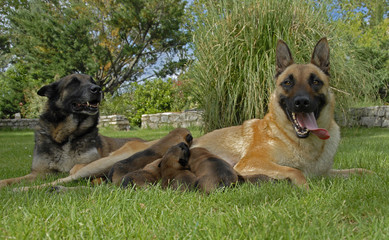 famille de malinois