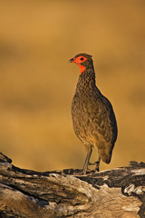 Swainsons francolin