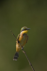 Little bee-eater