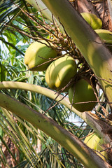 Bunch of Coconuts on a Palm
