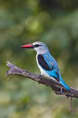 Woodland Kingfisher
