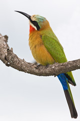 Bee-eater