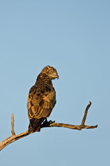 Brown snake-eagle