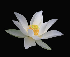 Fototapeta na wymiar (Biały kwiat) Lotus