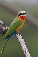 Bee-eater