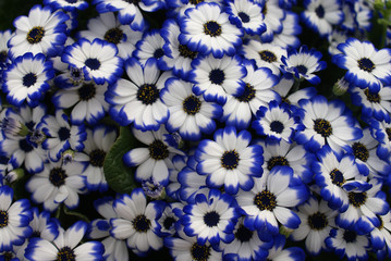 fiori bianchi e blu
