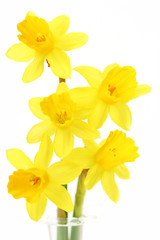 daffodils