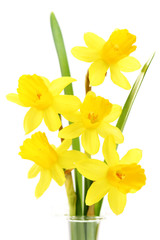 daffodils