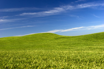 Obraz premium Green Meadow