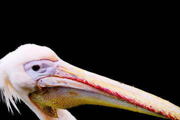 pelecanus