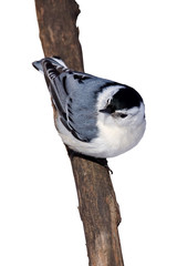 nuthatch peers down a branch in search of food