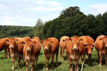 A row of inquisitive Limousin cows
