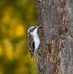 Certhia familiaris, Tree Creeper