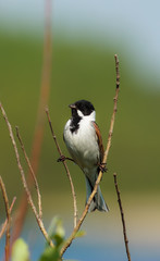 Emberiza schoeniclus, Reed Bunting
