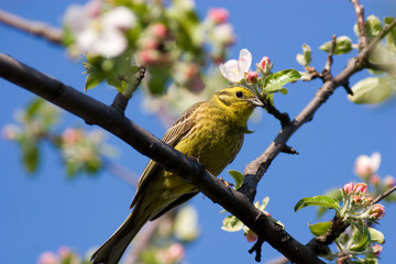 Emberiza citrinella, Yellowhammer
