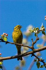 Emberiza citrinella, Yellowhammer