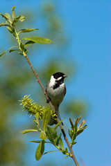 Obraz premium Emberiza schoeniclus, Reed Bunting
