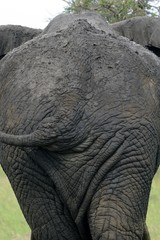 Elefant 004