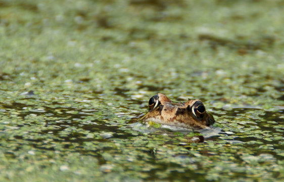 Froschteich
