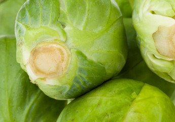 Obraz premium brussels sprouts as background