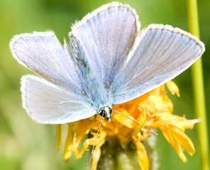cooper butterfly