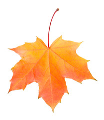 fallen yellow and red maple leaf isolated